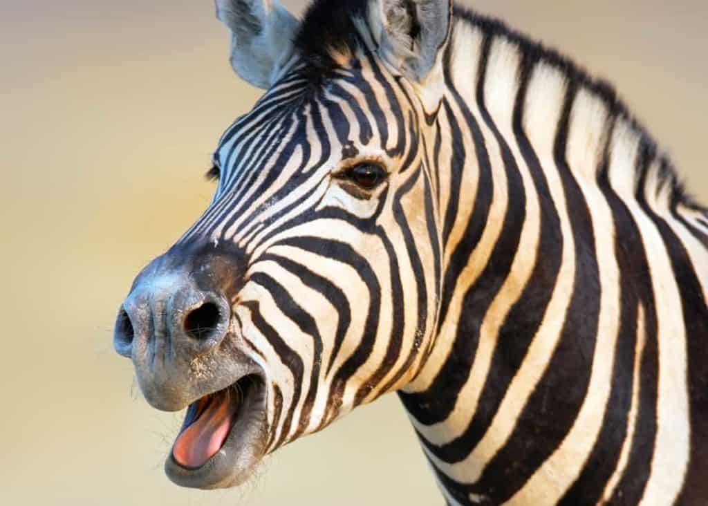 zebra sounds