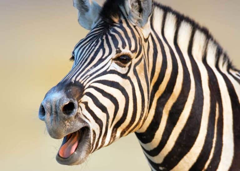 What Sound Does a Zebra Make? Listen to 4 Zebra Sounds, Barks, Noises