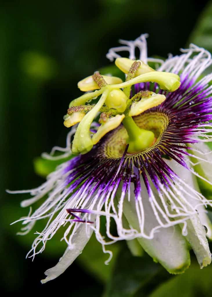 Ecuador maracuya flower