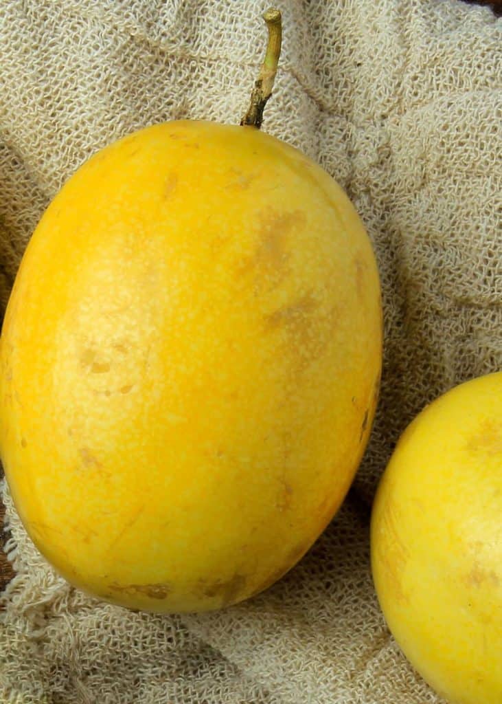 Ecuador passion fruit