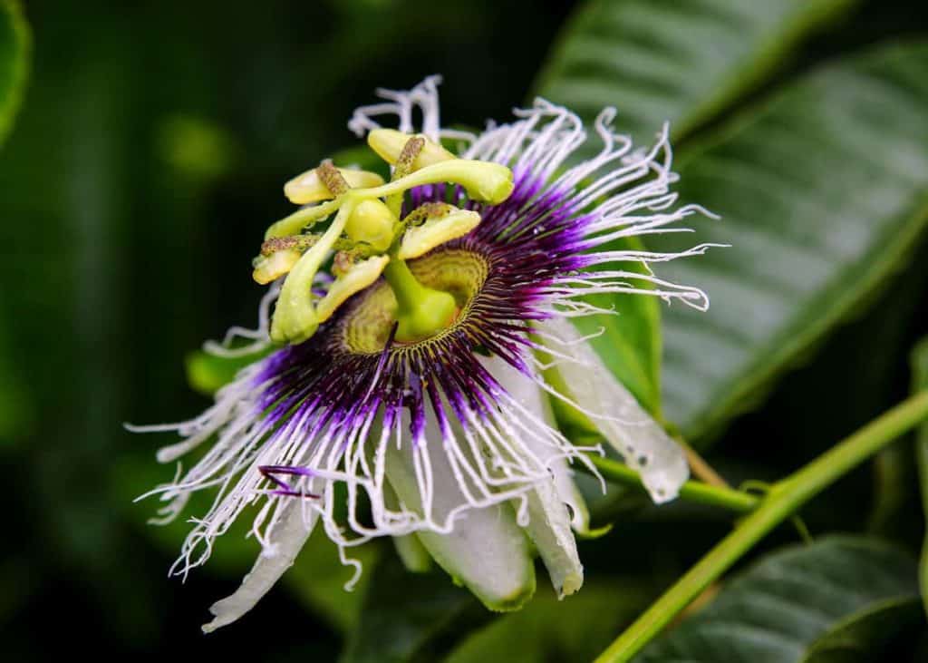 maracuya flower