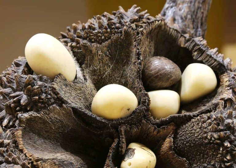 Tagua Nut Guide: South America’s Vegetable Ivory (Vegan, Sustainable)
