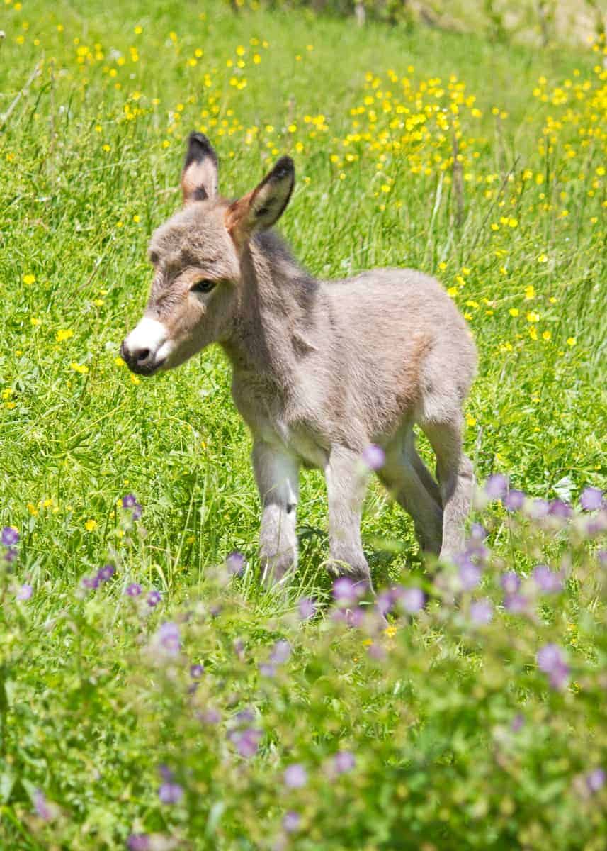 all about donkeys
