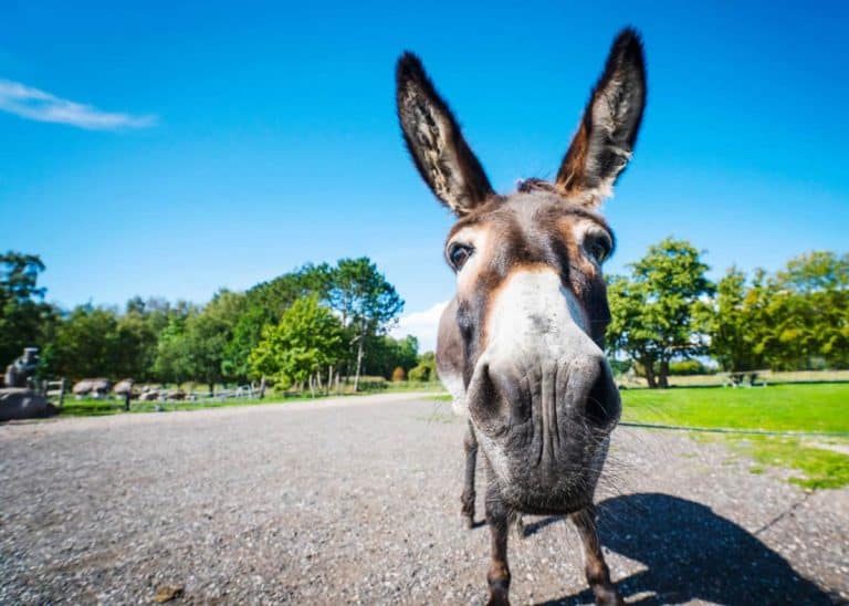 Looking for Donkey Facts? Here are 43 Interesting Facts About Donkeys