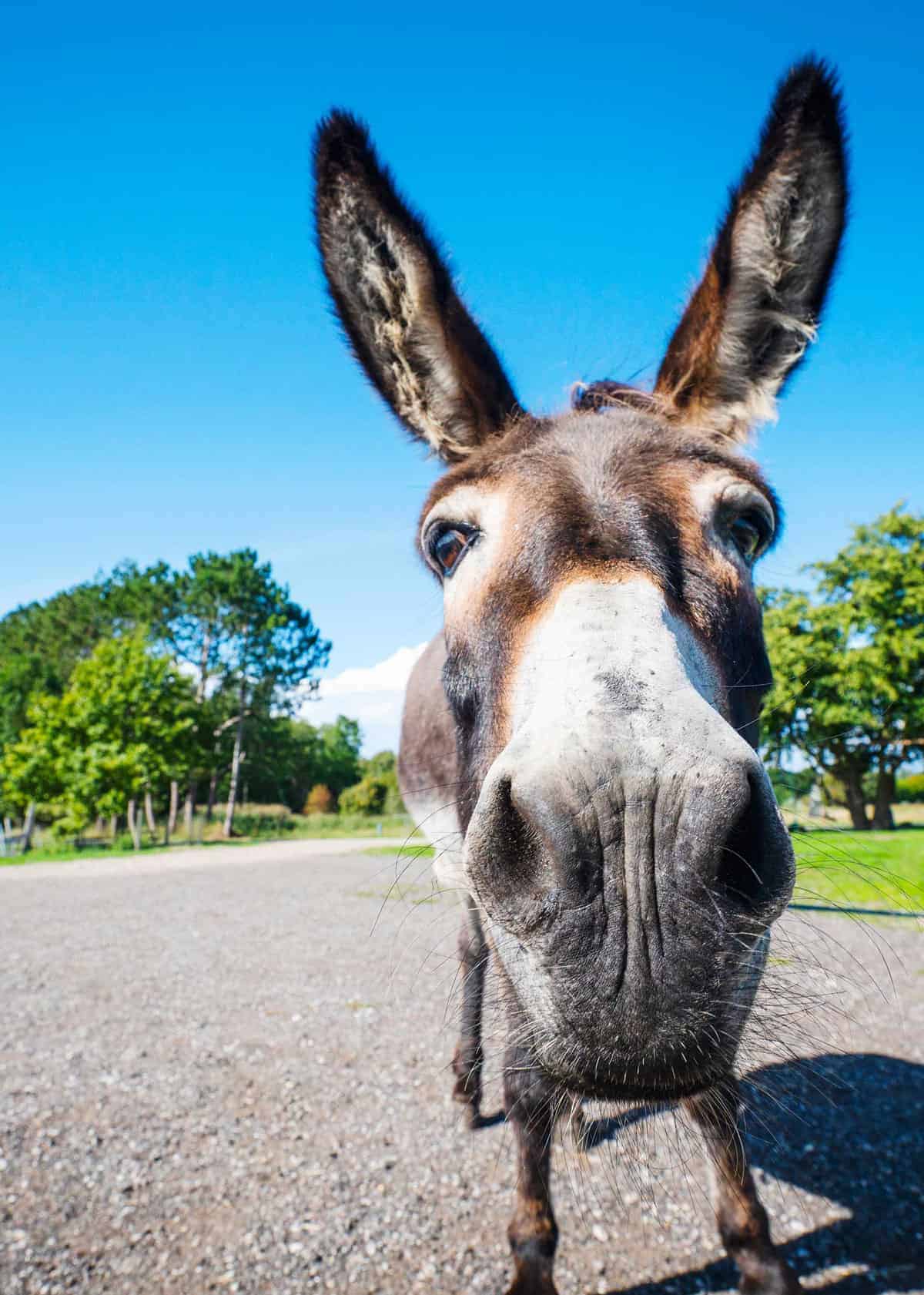 Facts about donkeys