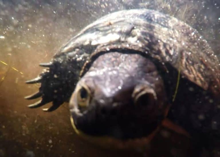 Nova Scotia’s Endangered Blanding’s Turtle (Underwater Video)