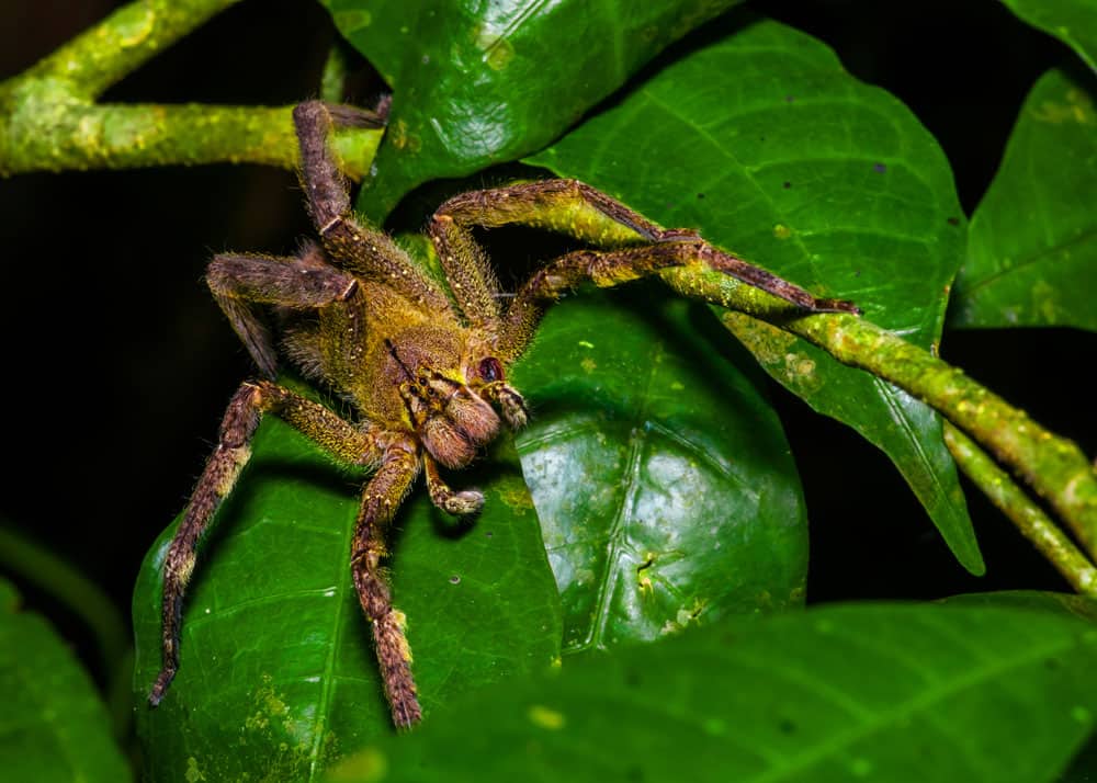 Brazilian-wandering spider banana