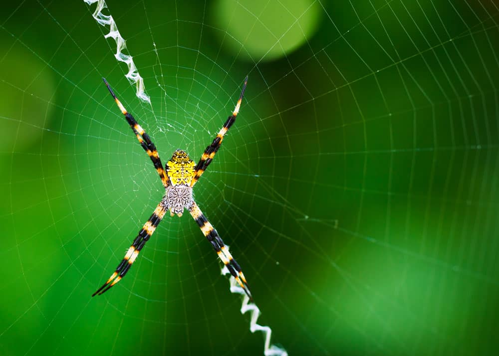 Banana Spider Web Zigzag