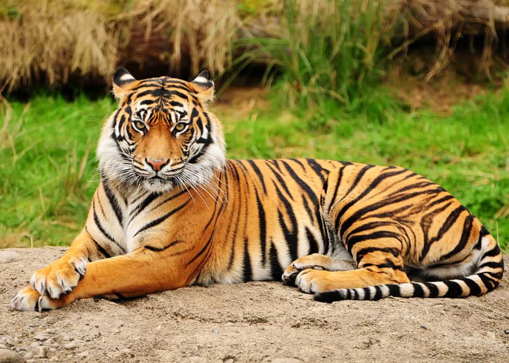 The tigers: size & characteristics