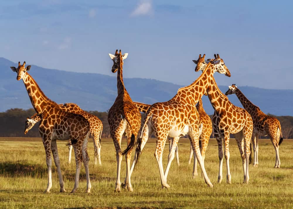 different types of giraffes