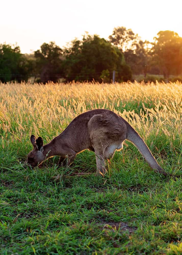 do kangaroos eat meat