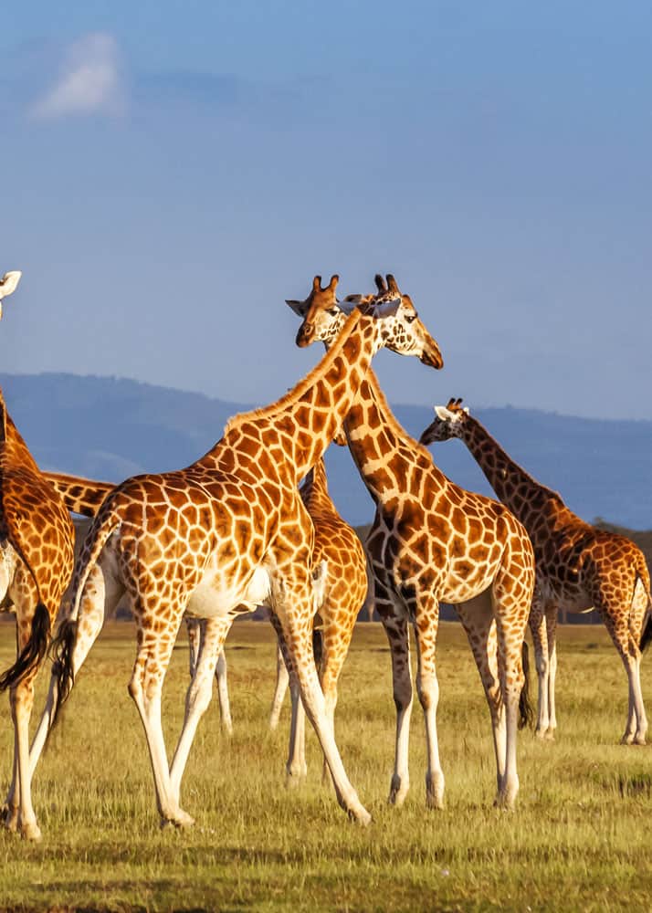 how many types of giraffes are there