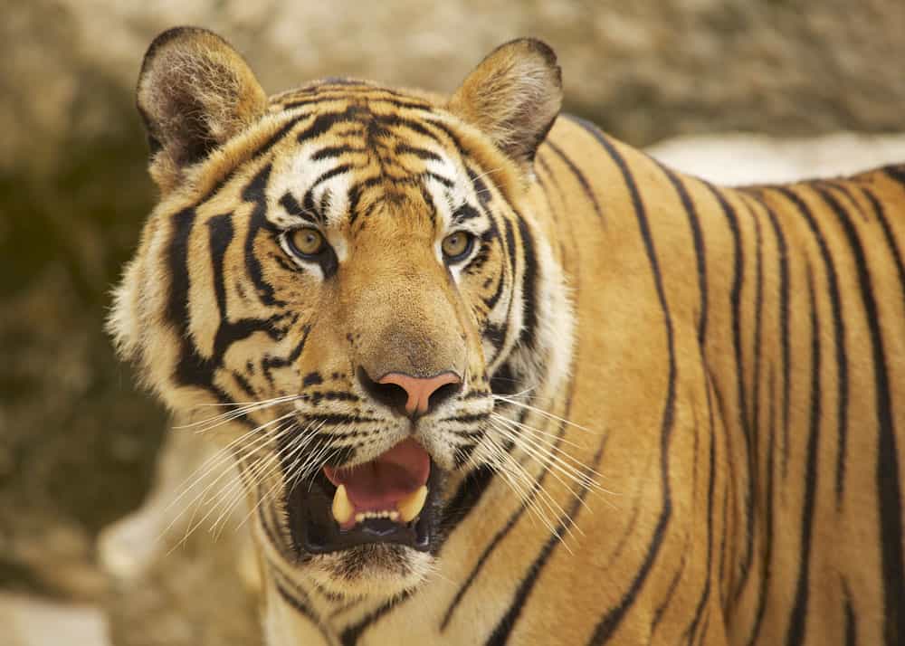 9 Types of Tigers: 6 Endangered, 3 Extinct