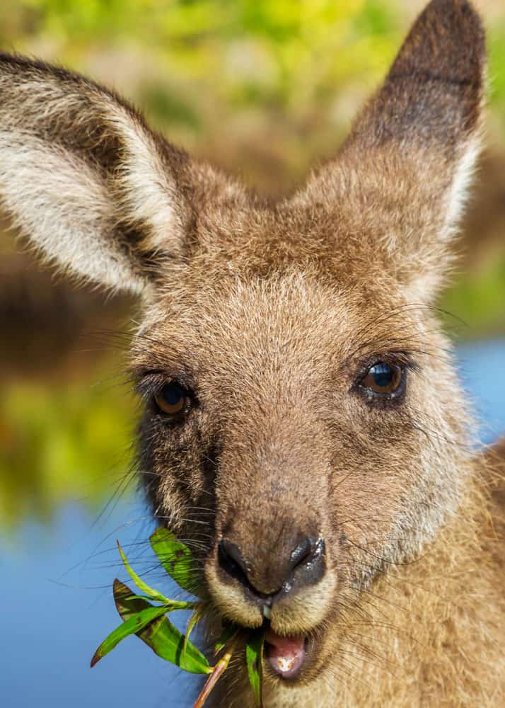 kangaroo diet