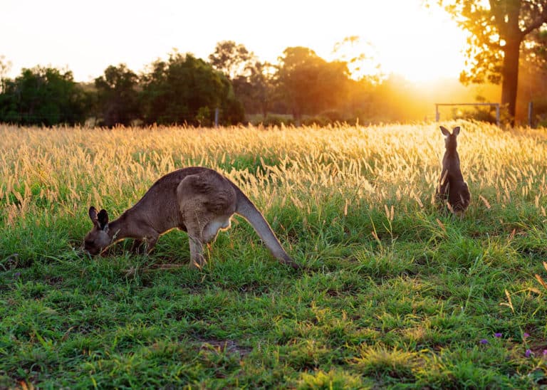 What Do Kangaroos Eat? All Species (Likes, Plants, Meat?)