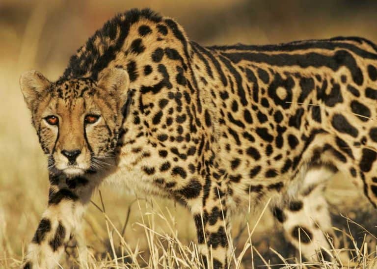 21 King Cheetah Facts (King Cheetah vs Cheetah) Fur, Photos, Speed