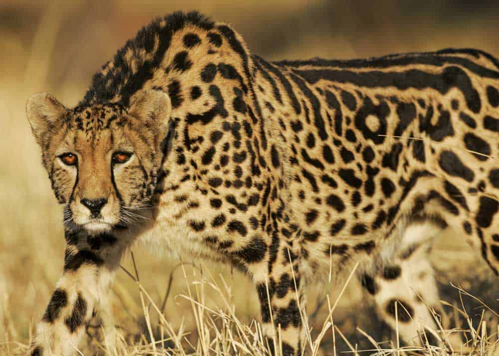 21 King Cheetah Facts (King Cheetah vs Cheetah) Fur, Photos, Speed |  Storyteller Travel