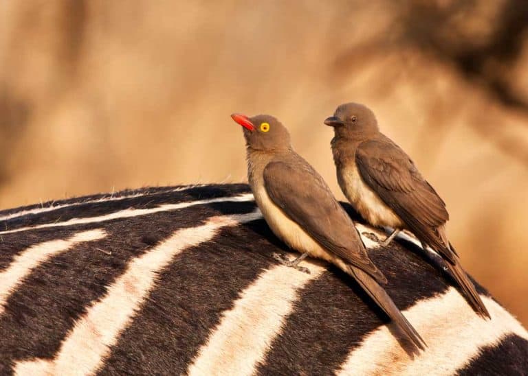 19 Facts About African Oxpecker Birds (Both Species of Buphagus)