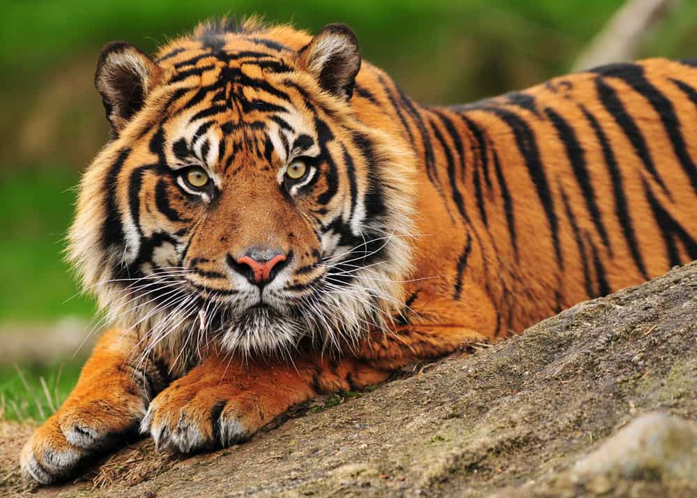 9 Types of Tigers: Guide to All Subspecies (Size, Population, Illegal