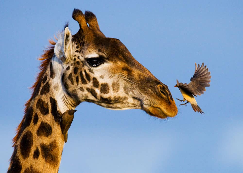 types of giraffes