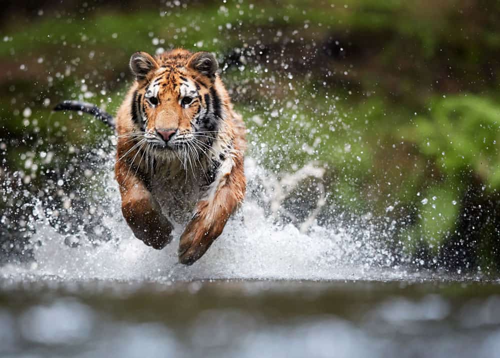 Bengal Tiger, Sumatran Tiger & Siberian Tiger Comparison - Tiger