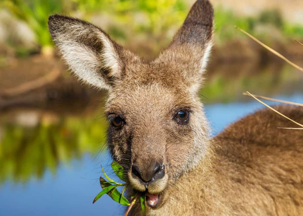 what do kangaroos eat