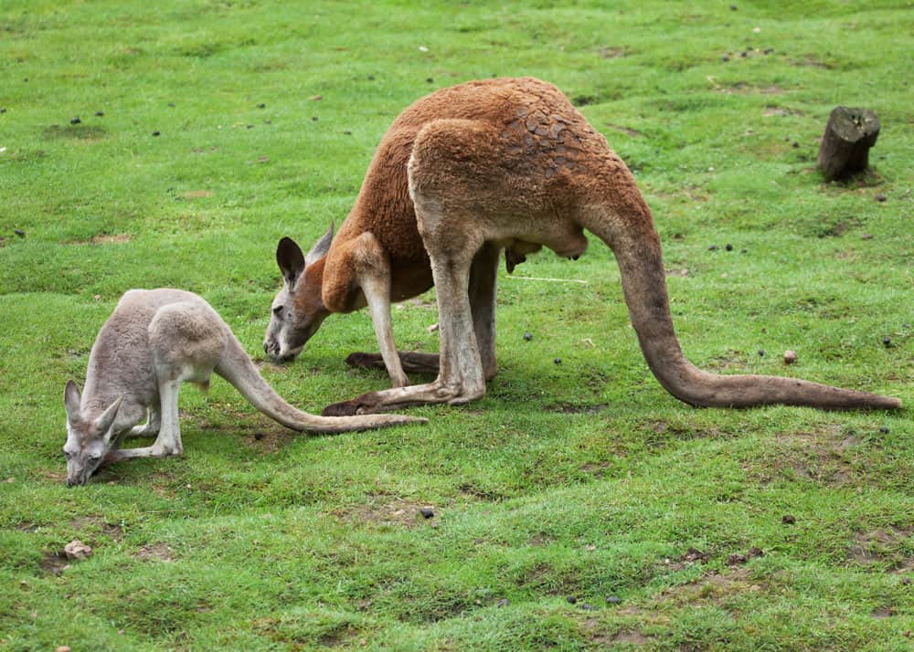 what do red kangaroos eat