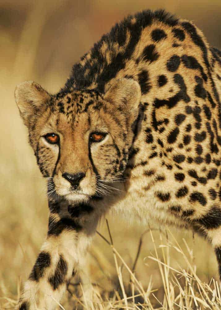 what is a king cheetah