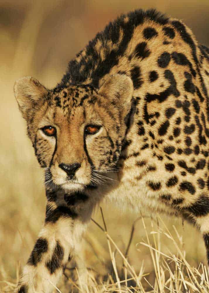 Cheetah  Description, Speed, Habitat, Diet, Cubs, & Facts