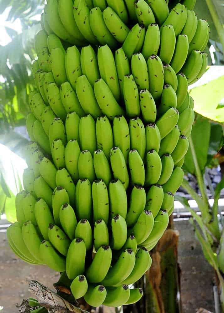 largest bunch of bananas