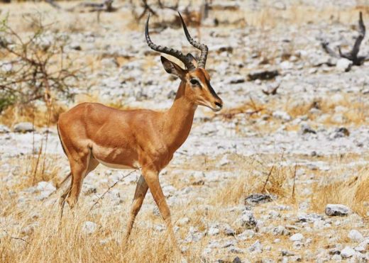 74 Types of African Antelope (And 56 Subspecies) Full Guide
