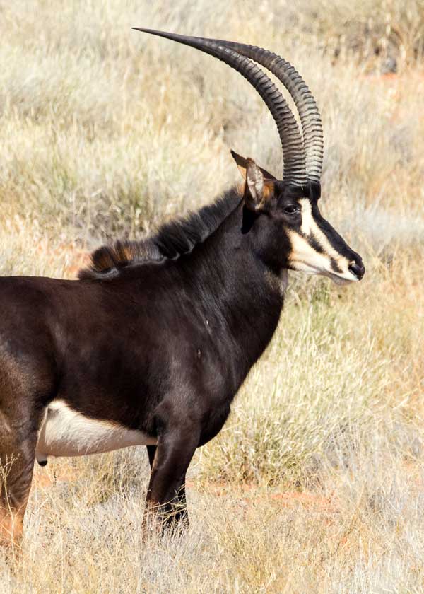 antelope species