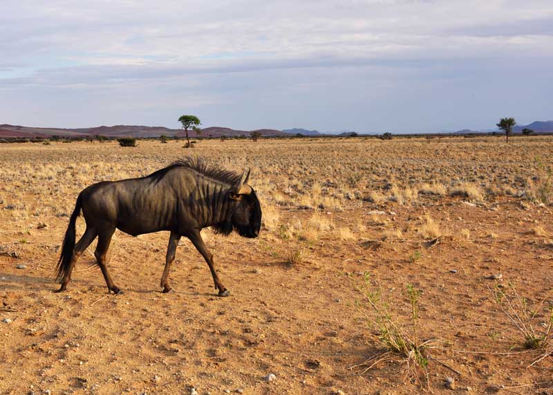 antelope types africa