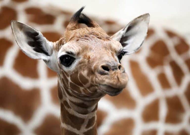 17 Baby Giraffe Facts: Size, Diet, Skills, Photos, Videos