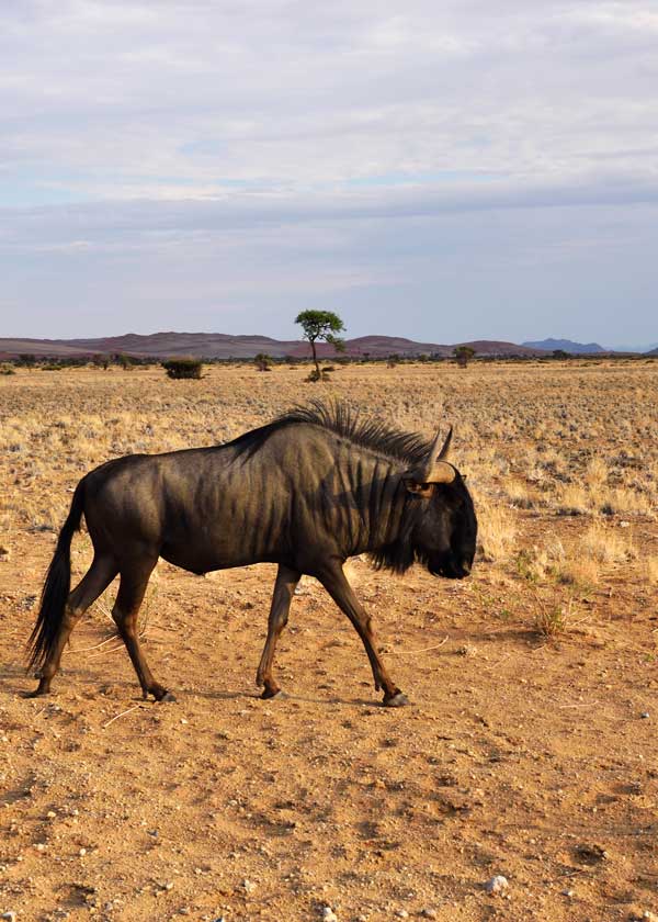blue wildebeest africa