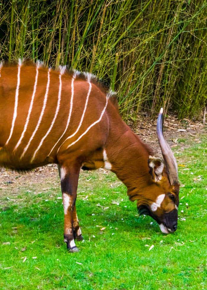 bongo antelope africa