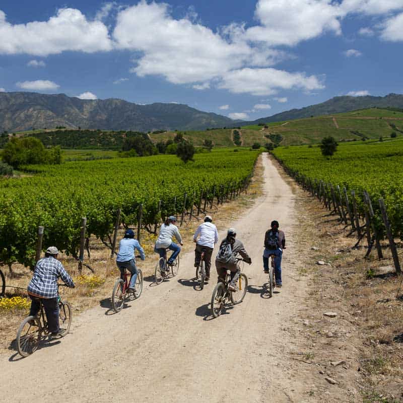 Chilean wine vineyards