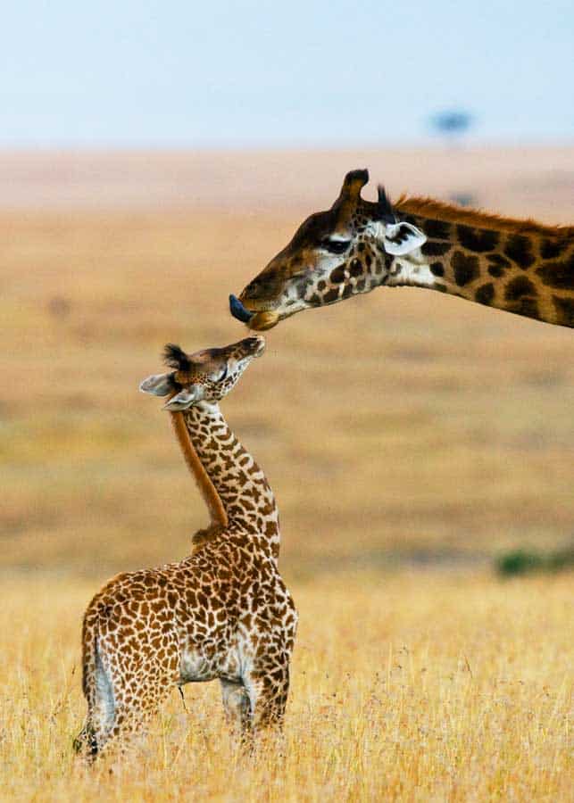 how tall is a baby giraffe