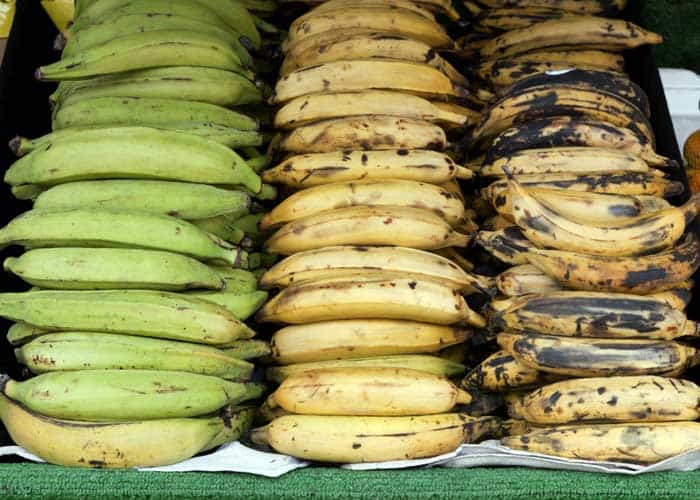 Plantain vs banana