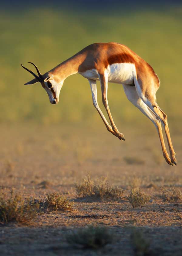 springbok antelope in africa