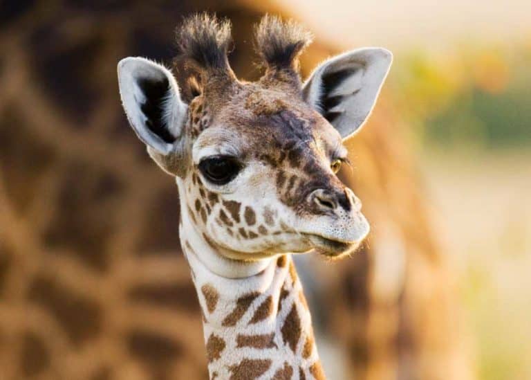 17 Baby Giraffe Facts Size, Diet, Skills, Photos, Videos Storyteller