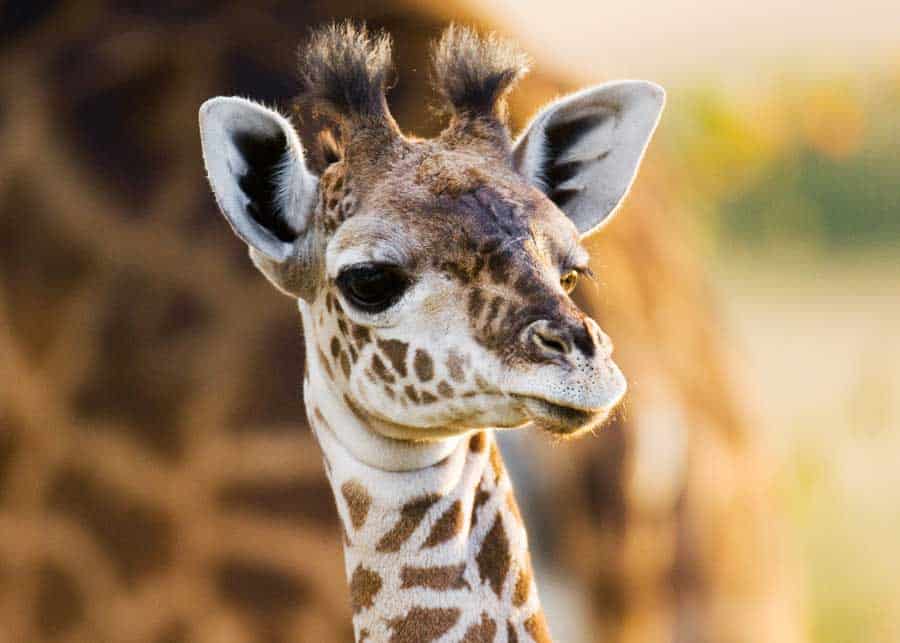 what is a baby giraffe called