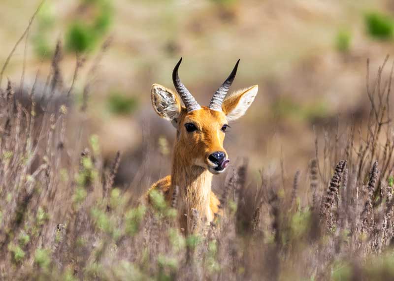 Mountain Reedbuck antelope
