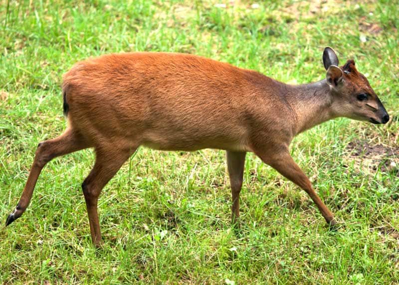 Red Duiker antelope