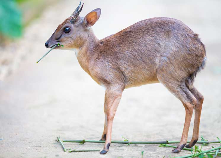 Royal Antelope smallest
