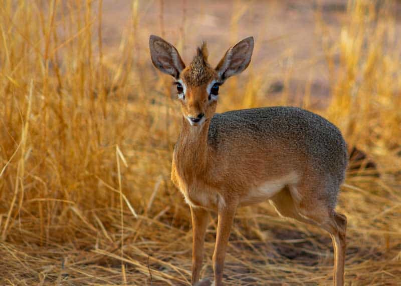 kirks dikdik antelope