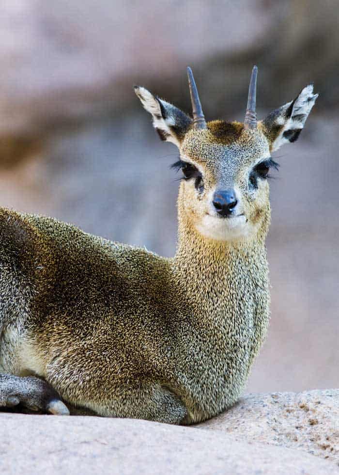 klipspringer small antelope