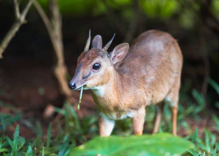 15 Smallest African Antelopes: Species, Range, Size, Photos (Full Guide)