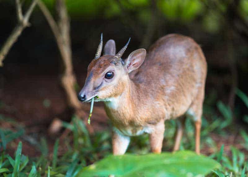 smallest african antelope