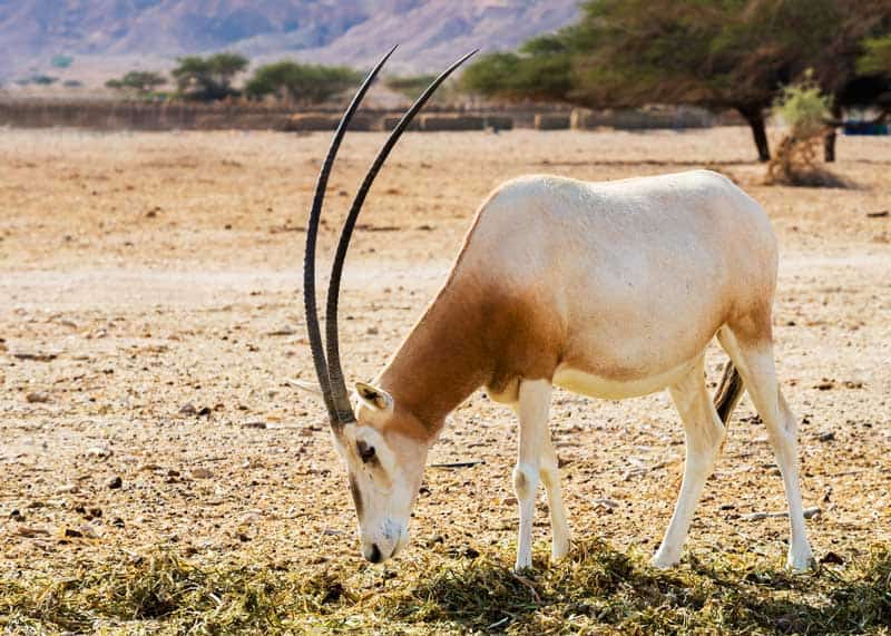 Scimitar Oryx antelope